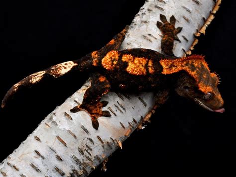 crested gecko halloween - Google Search | Crested gecko, Cute reptiles ...