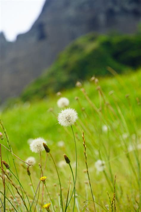 Hiking and Jeju Women Divers at Seongsan Ilchulbong Peak — emieyes