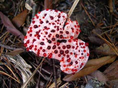 Bleeding tooth fungus : r/pics