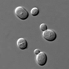 Saccharomyces - Wikipedia Bahasa Melayu, ensiklopedia bebas