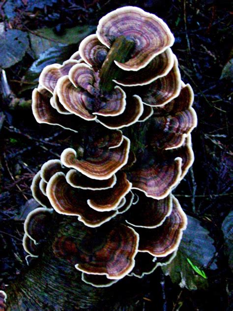 Turkey Tail fungus - Bowen Island Conservancy