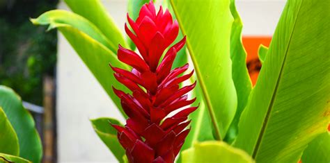 Ginger: A Beautiful, Tropical, Edible Plant