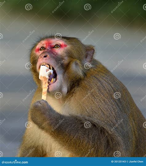 A Fat Monkey Esting Ice Cream Stock Photos - Image: 35125143