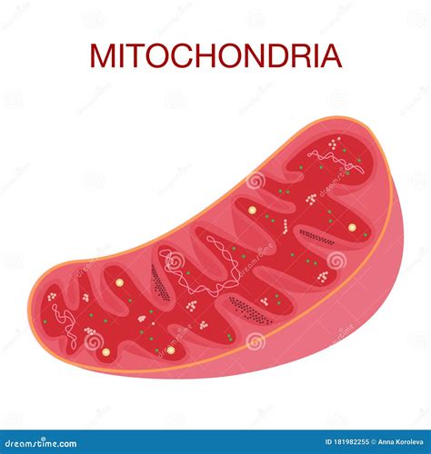 Structure Of Mitochondria Vector Illustration | CartoonDealer.com ...