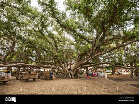 Banyan Tree Park in Maui, Hawaii Stock Photo: 67148906 - Alamy