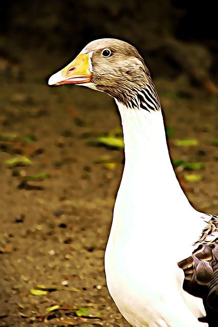 Goose Bird Beak - Free photo on Pixabay