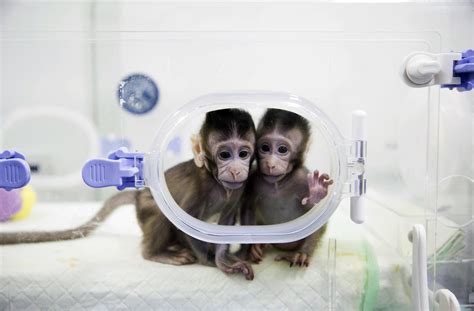 China's New Cloned-Monkey Experiment Is Ethical Mess | RealClearScience