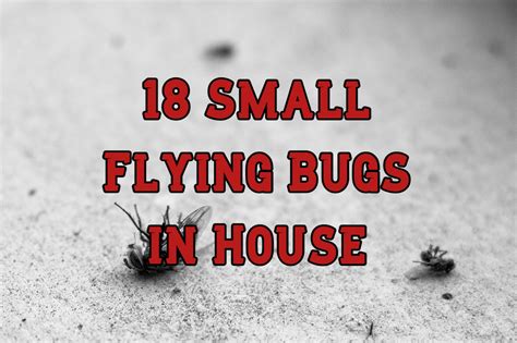 Why Do I Have Little Flying Bugs In My House | Psoriasisguru.com