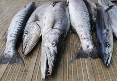 Sheela Fish in English | Sheela Fish Benefits | Barracuda – The Global Statistics