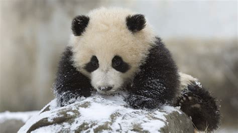 What Are Red Pandas Adaptations - Animals