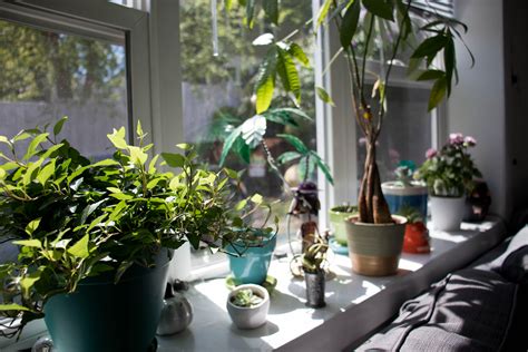 My brand new window sill, so happy to fill it with plants! : r/plants