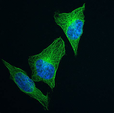 Fluorescence Probes for Detection | Tokyo Chemical Industry Co., Ltd.