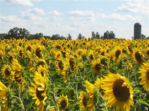 Field of Sunflowers | A Sunflower field in Southwestern Onta… | Christy ...