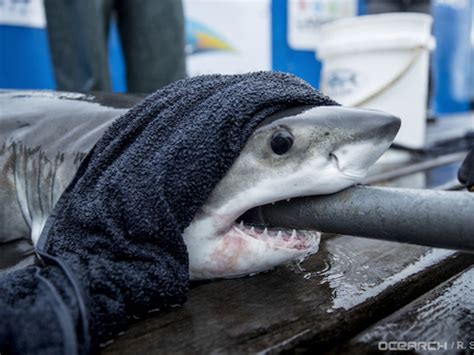 New Shark Pup, 'Great White Finn,' Spotted Off Long Island: Video ...