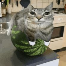 GIF su Cat Watermelon | Tenor