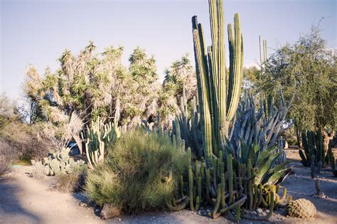 California Cactus - Noelle's Favorite Things