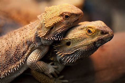 How to Breed Bearded Dragons: Beraded Dragon Mating Guide