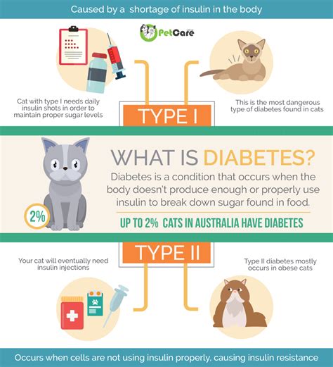 Diabetes in Cats | Signs & Managing Diabetes Mellitus