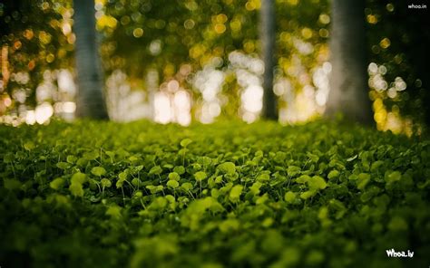 Greenery Wallpapers - Wallpaper Cave