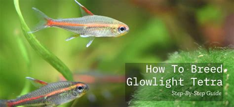 How To Breed Glowlight Tetras : 12 Steps - Tetra Fish Care