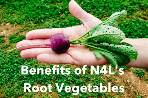 Meal Plans - Benefits Of Root Vegetables – Nutrition For Longevity Meal ...