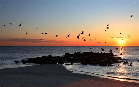 Seagulls flying at sunset above a sandy beach wallpaper - Beach ...