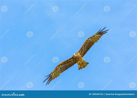 Greater spotted eagle stock photo. Image of country - 150944724