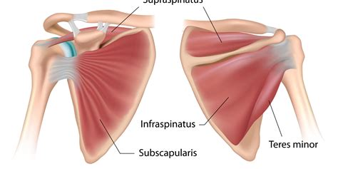 Shoulder Biomechanics Part 6 – The Muscles of the Shoulder – Biomechanics Education