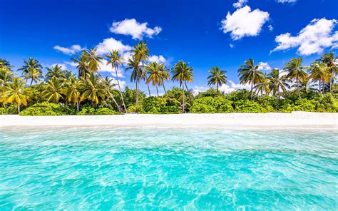 Islands Sea Ocean Trees Sky Blue Sunny Sand Beaches Summer | Hot Sex Picture