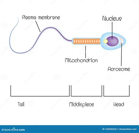 Structure of a sperm cell stock vector. Illustration of evolution ...