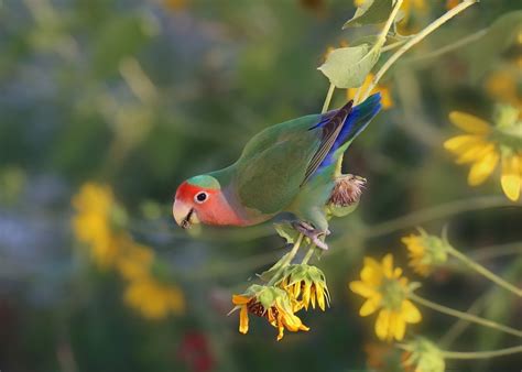 Fischer’s Lovebird Care Guide, Info & Price » Petsoid