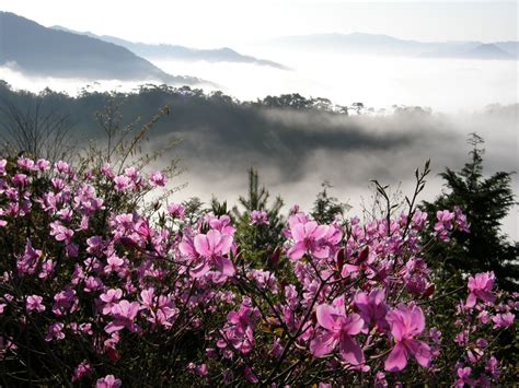 Sikkim - Chasing the Rhododendrons - F5Escapes