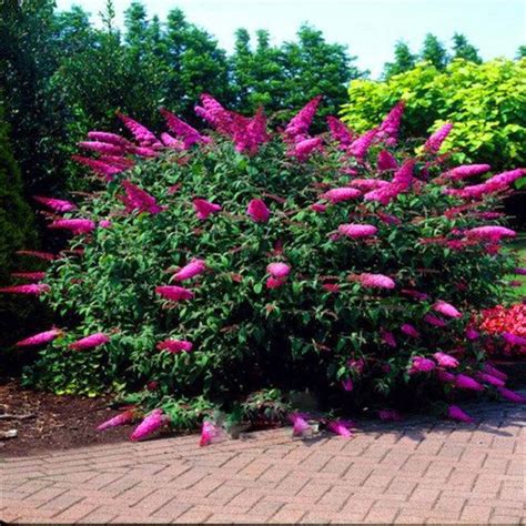 100pcs Butterfly Bush Seeds Bloom OutletTrends.com Free Shipping Up to 70% OFF