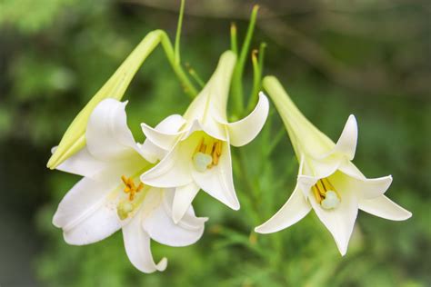 Easter Lilies - Selection, Care, and Re-Blooming