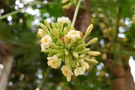 Papaya flowers and buds on the plant. Papaya flower or pawpaw flower are booming and beautiful ...