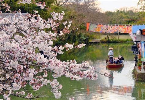 Cherry Blossom Cruise Japan 2024 - Merla Stephie