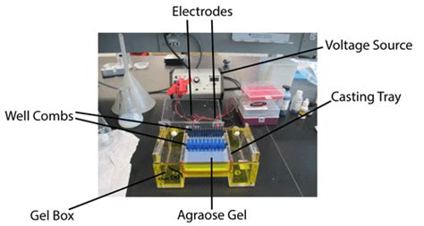 Addgene: Protocol - How to Run an Agarose Gel