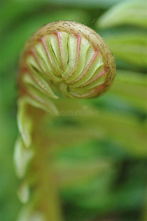 New Leaf stock image. Image of growing, growth, leaf, green - 195367