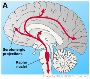 raphe nuclei - meddic