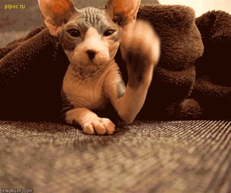 hairless cat gifs | WiffleGif