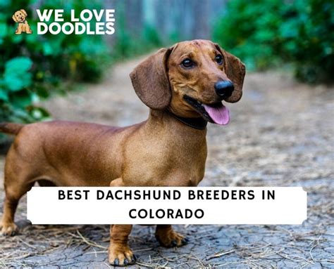 6 Best Dachshund Breeders in Colorado! (2023) - We Love Doodles