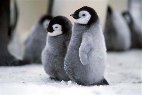 Pinguinos .../bebes (con imágenes) | Pinguino bebe, Pinguinos, Animales