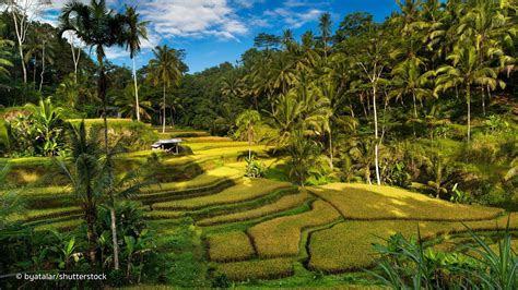 Rice Fields Bali Indonesia Wallpapers - Top Free Rice Fields Bali Indonesia Backgrounds ...