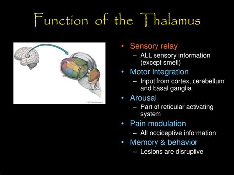 PPT - Diencephalon: Thalamus and Hypothalamus PowerPoint Presentation ...