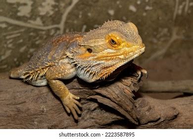 Coastal Agama Pogona Barbata Bearded Dragon Stock Photo 2223587895 ...