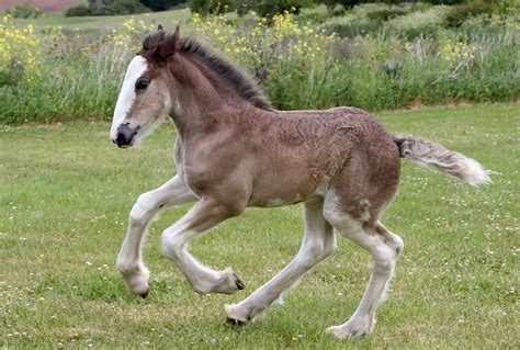 Northumberland Heavy Horse breeding programme welcomes first black Clydesdale filly foal ...