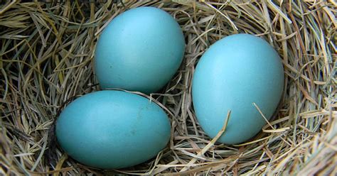 Robin Eggs - Precious & Existential Meaning of Color - Learn About Nature