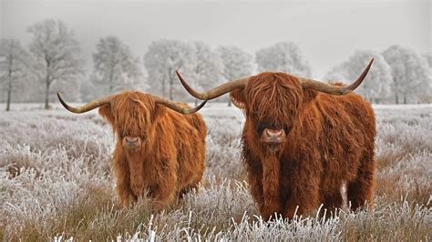 Highland cattle stare down winter by Microsoft | Wallpapers | WallpaperHub