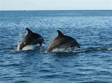 Dolphin Facts For Kids | Dolphin Habitat & Diet