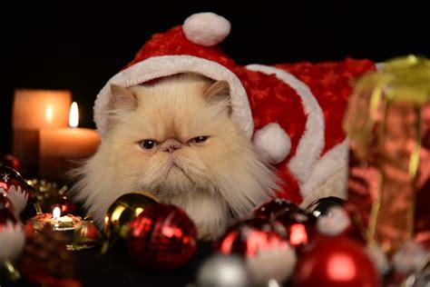 A cat wearing a santa hat surrounded by christmas decorations photo – Free Cat Image on Unsplash